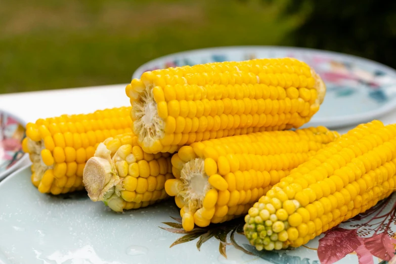 several corns on a floral plate, some have been peeled