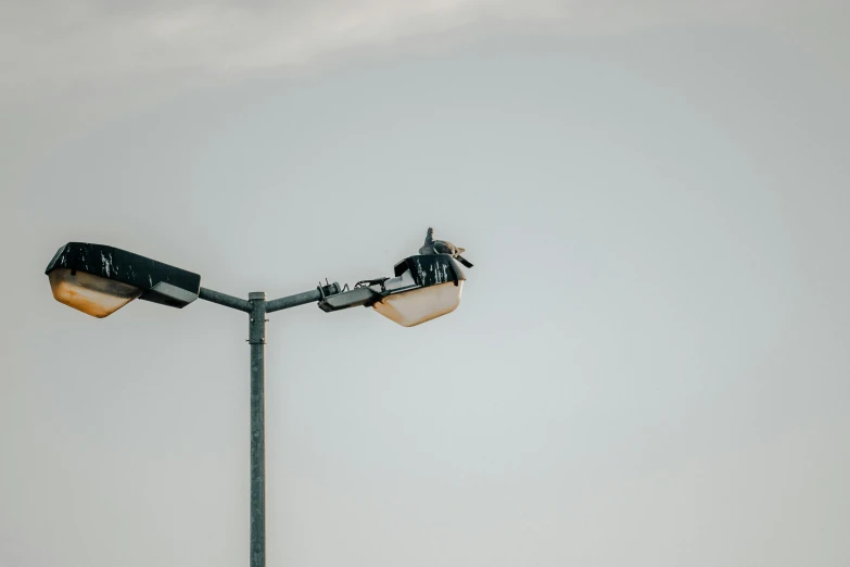 this is a street light with a bird on it