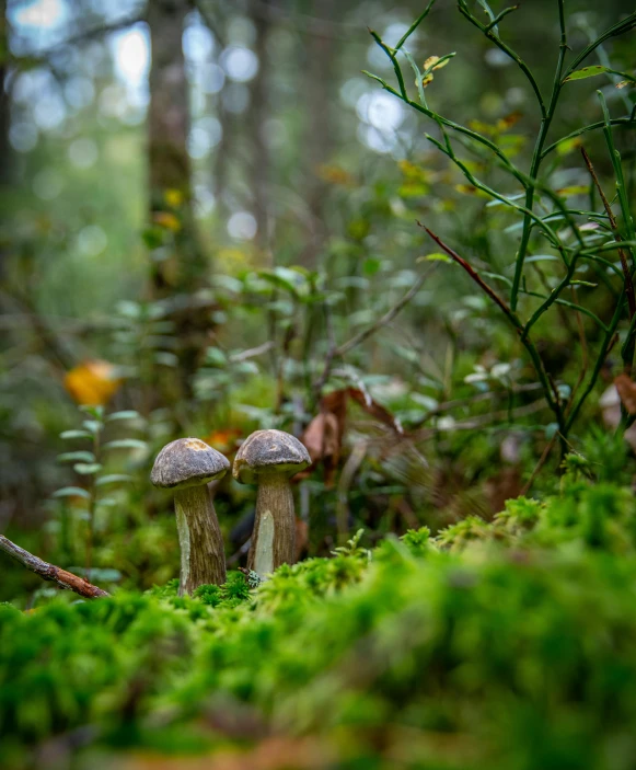 some mushrooms are sitting on the ground