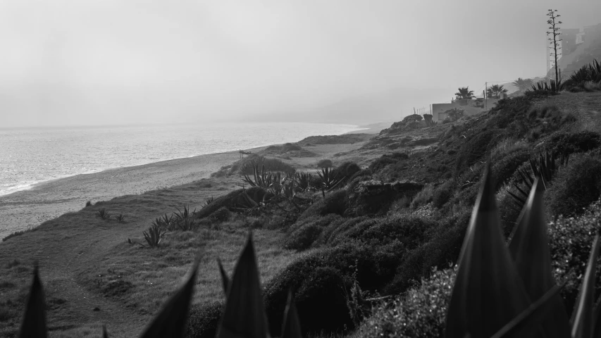 a view of a grassy beach in front of the ocean