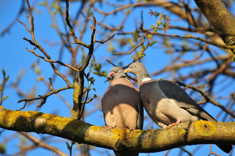 two pigeons perched on a nch on the nch of a tree