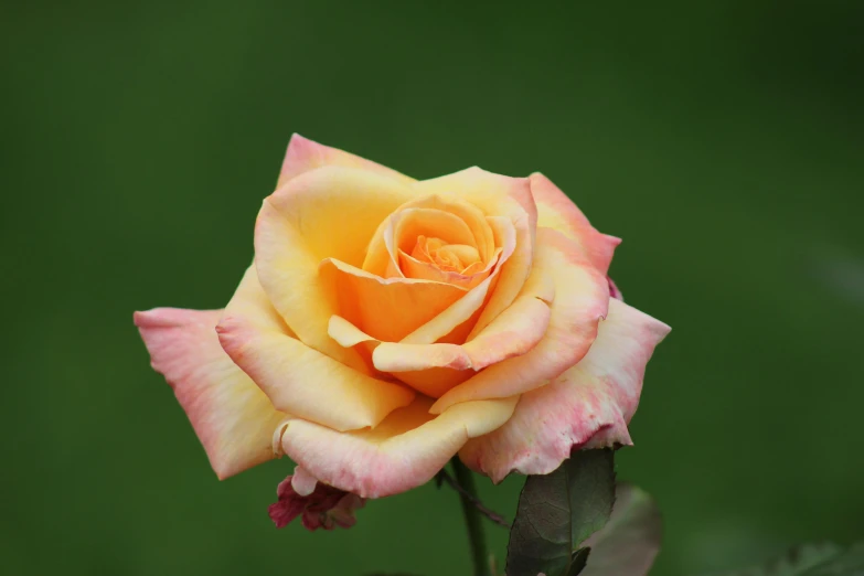 a yellow and pink rose with green background