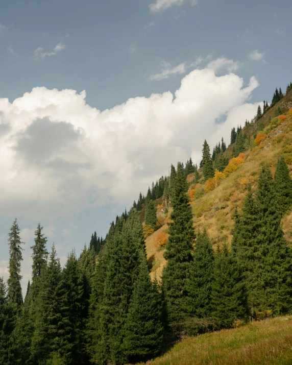 a tree lined mountain with a few trees