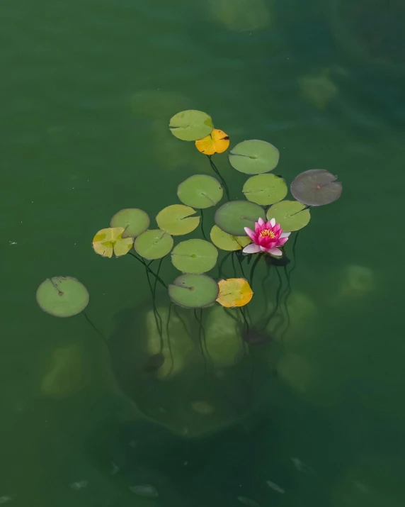 water lilies growing in the lake, with a little pond in the background