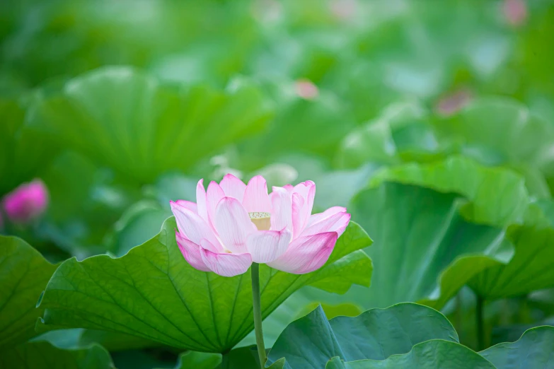 pink lotus flower in bloom surrounded by green foliage