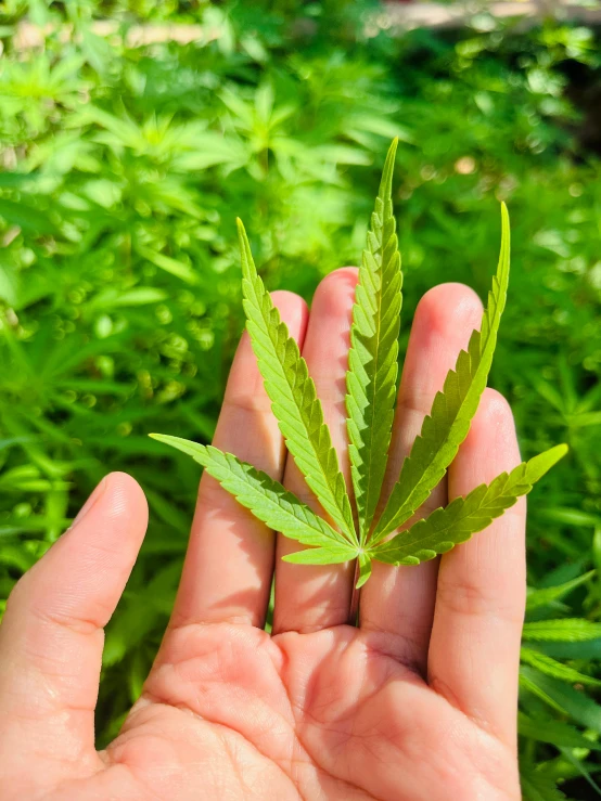 a persons hand holding a leaf on a grassy background