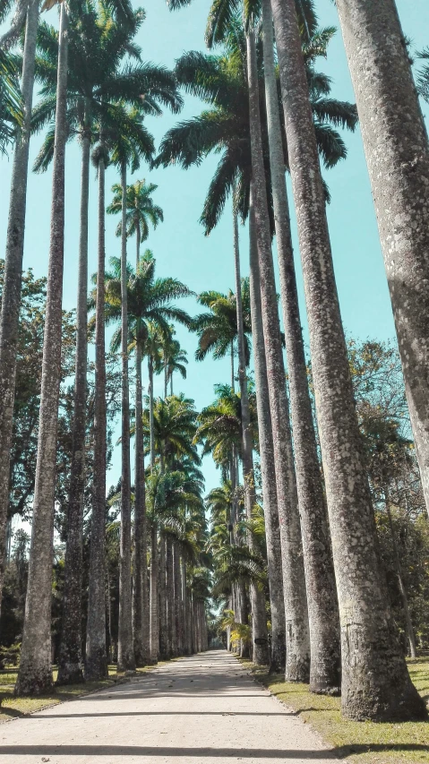 a long line of palm trees at the bottom of a hill