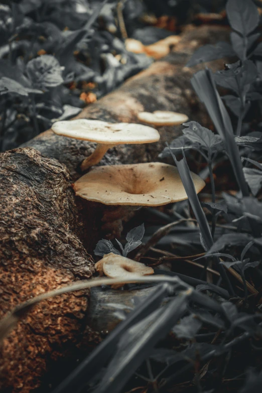 mushrooms growing out of the bark of a tree