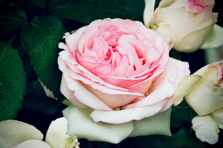 a pink rose sitting in the middle of several white roses