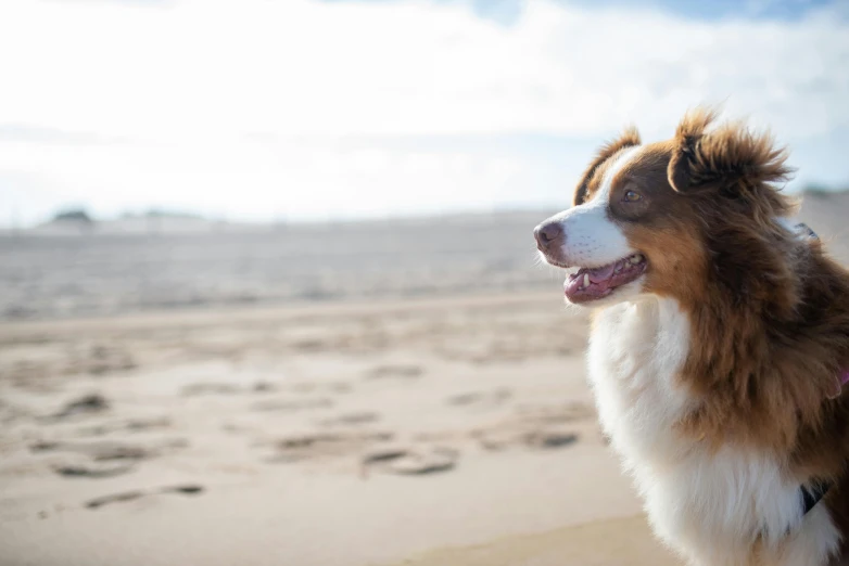 a dog sits on the beach next to its owner