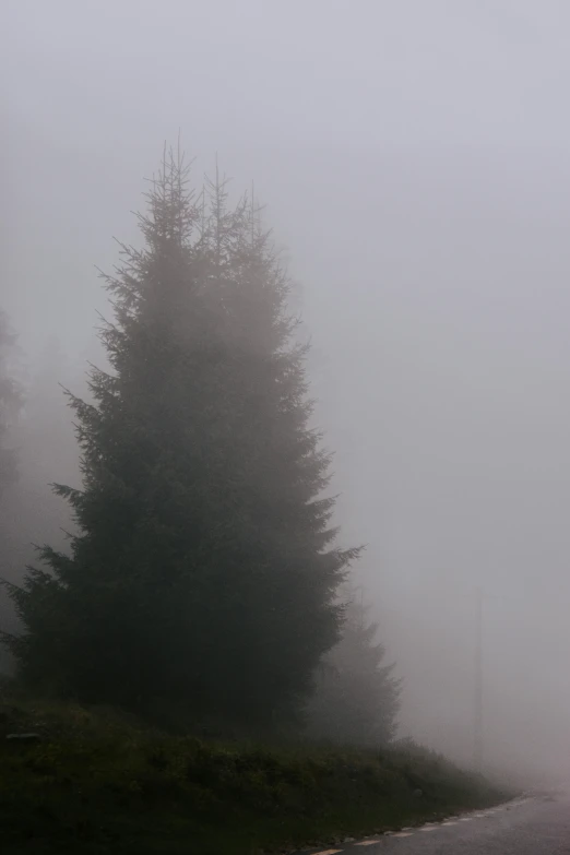 fog and trees on a road near the woods