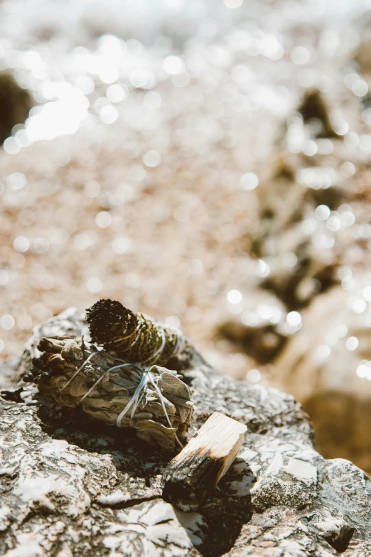 two shells on a rock and one shell is brown