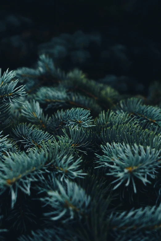 a close up po of a bunch of pine needles