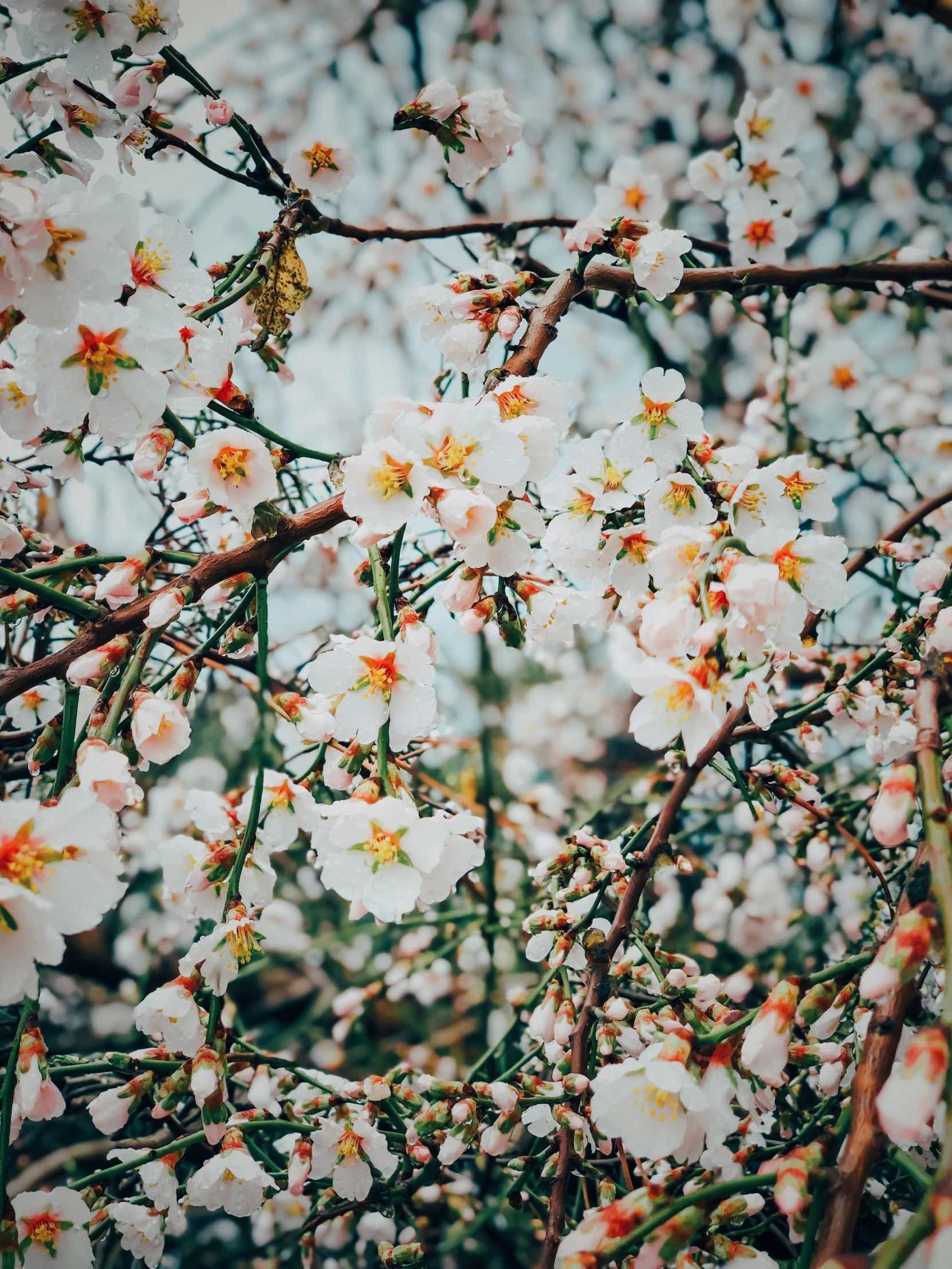 white flowers blooming on the nch of a tree