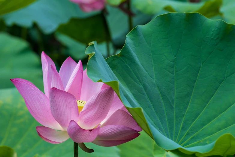 a pink lotus flower surrounded by green leaves