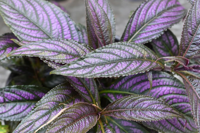 a beautiful purple plant with leaves and lots of frond