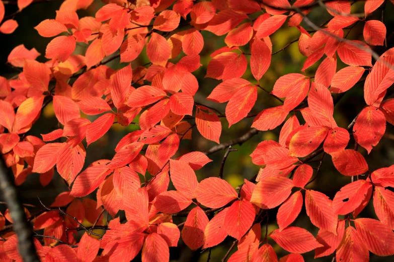 a nch with red leaves in the sunlight