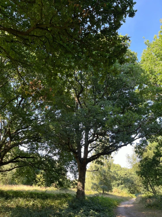 there is a horse standing under the trees