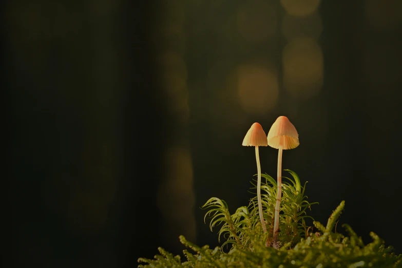 two small mushrooms stand in the moss in a dark area