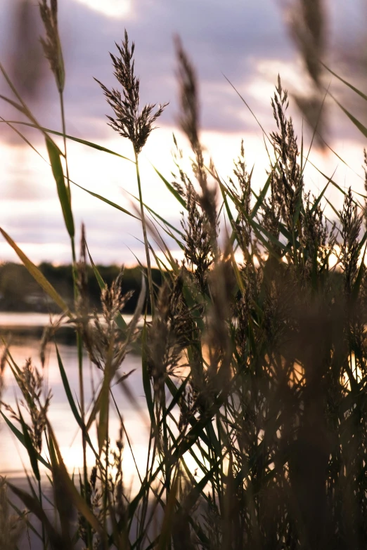 a field of tall grass by water under a cloudy sky