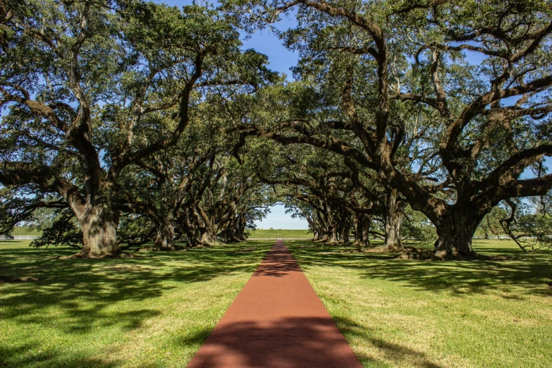 a bike path lined with trees in the middle of a field