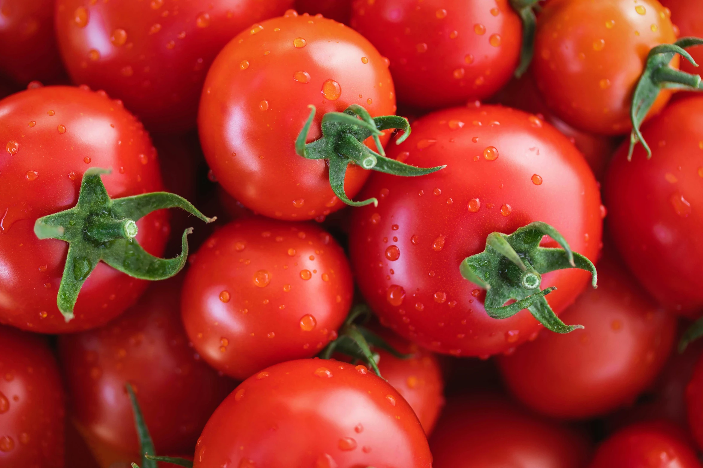 a bunch of red tomatoes with green leaves on them