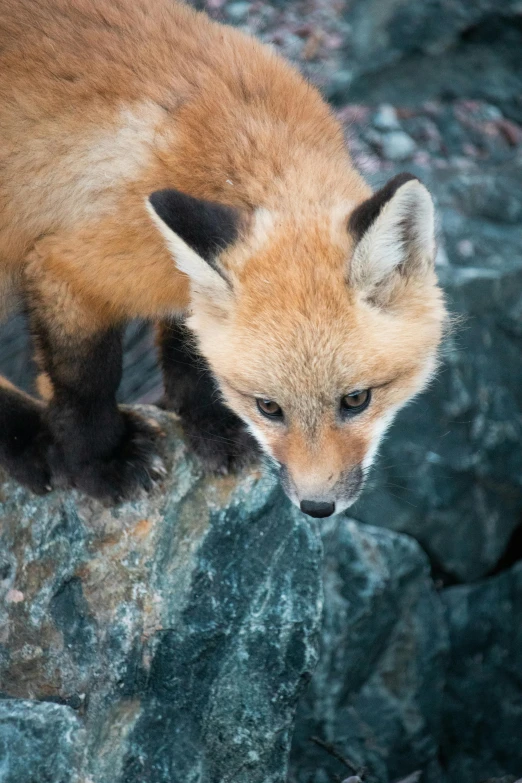 a young fox standing on top of a rock