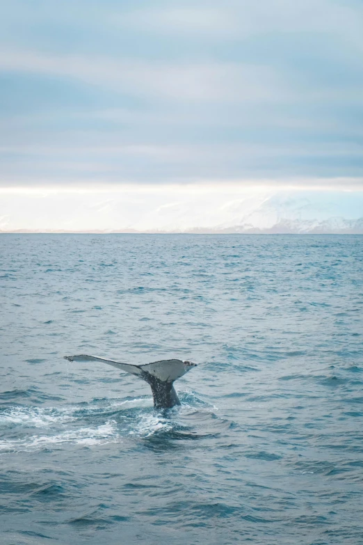 a whale diving off a very large body of water