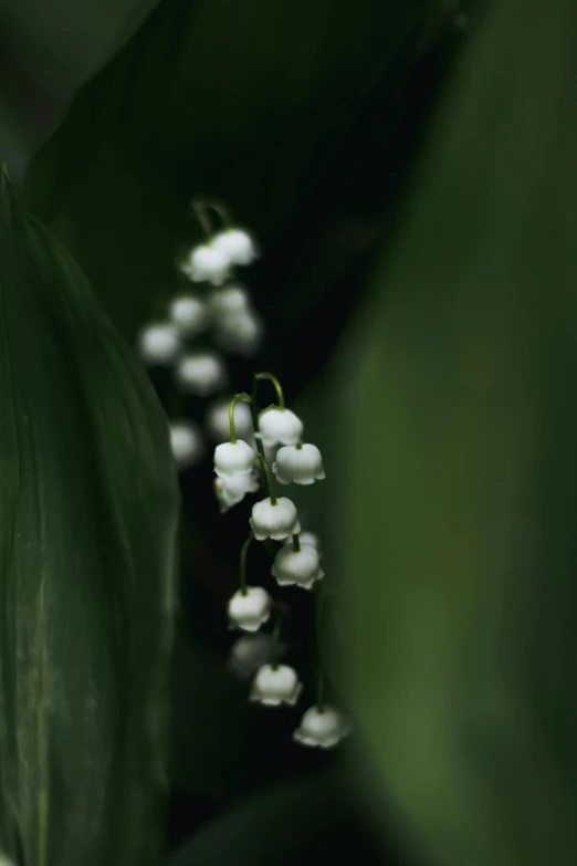 a bush filled with white flowers surrounded by green leaves