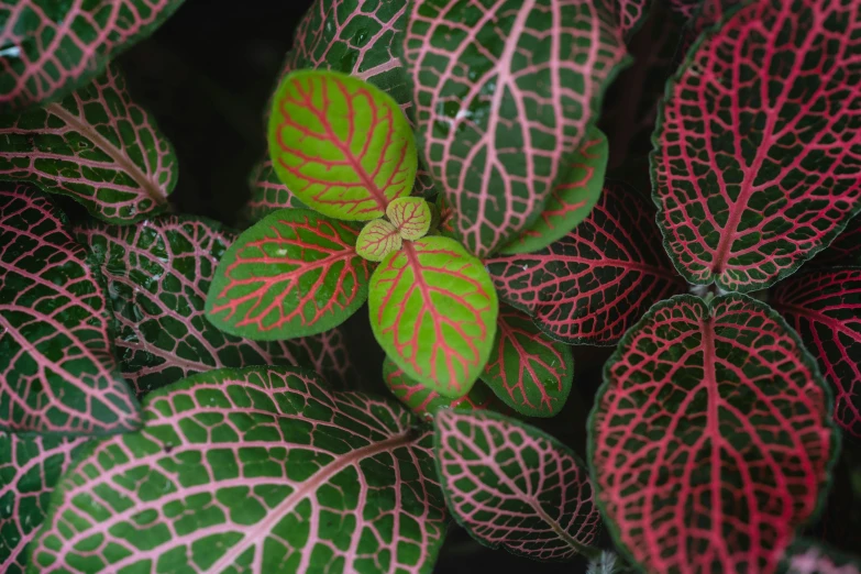 green and pink plants with red edges