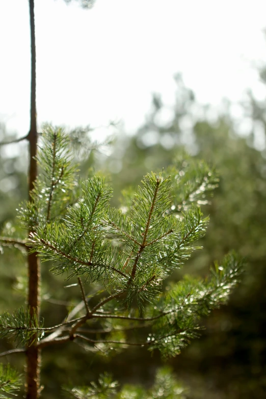 some plants and trees in the forest with little dew