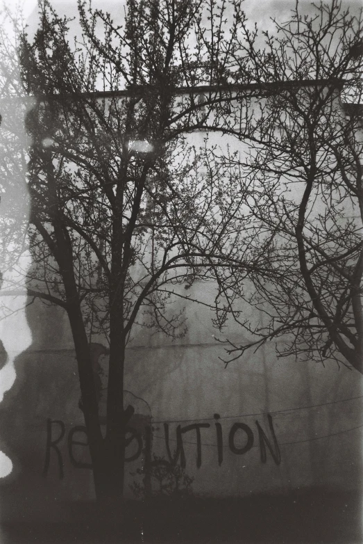 a black and white pograph of trees in a foggy landscape