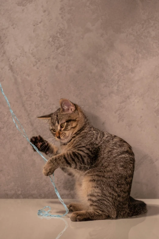 a cat with a string and a mouse