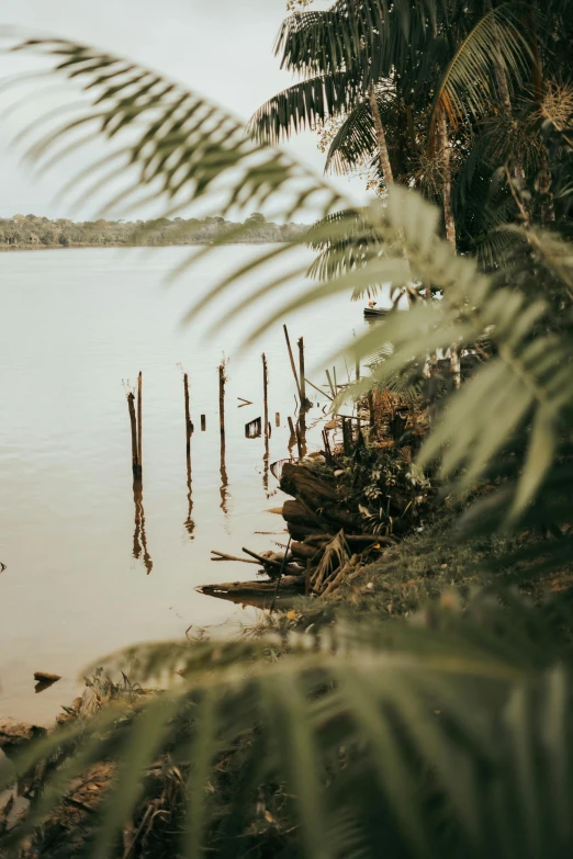 a boat on the water with trees in it