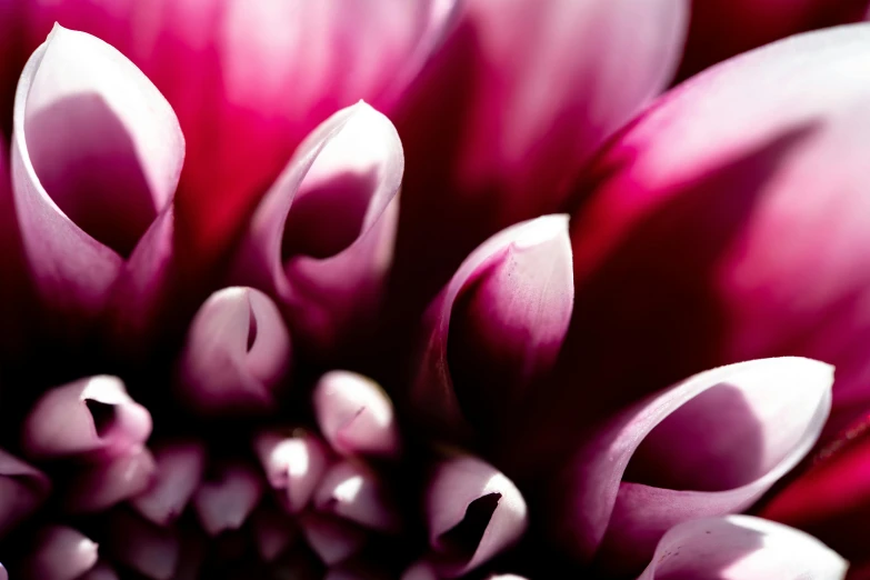 closeup pograph of large pink flower blooming