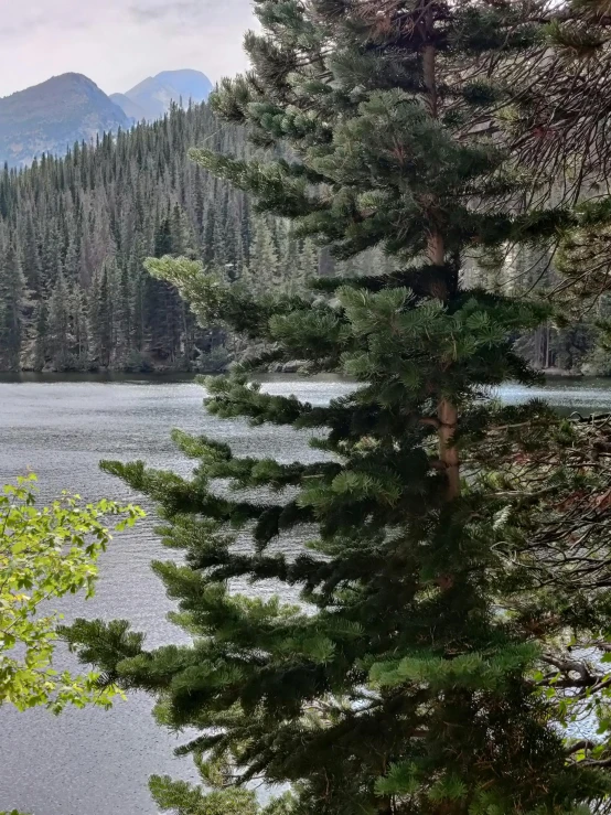 a tree stands next to a body of water