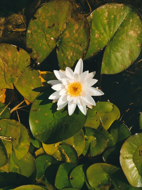 a white flower with yellow stamen is in a pond