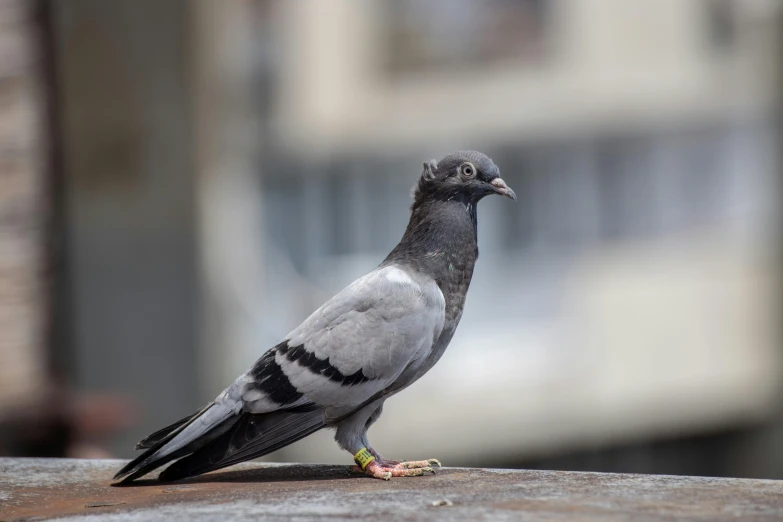 a pigeon with black and white feathers is standing