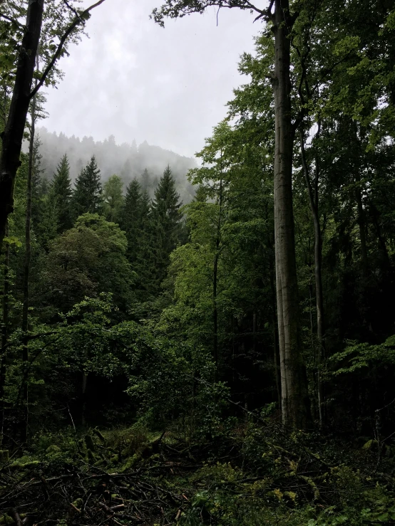 a dark forest is filled with tall trees