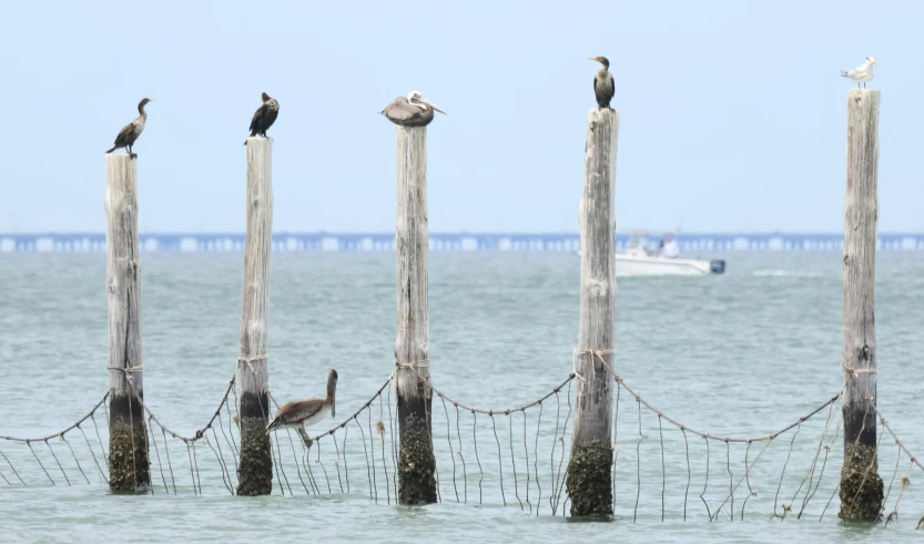 the birds sit atop the wood poles in the ocean