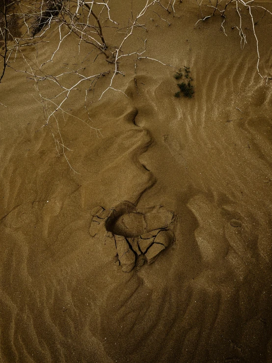 a sandy area with a single animal in it