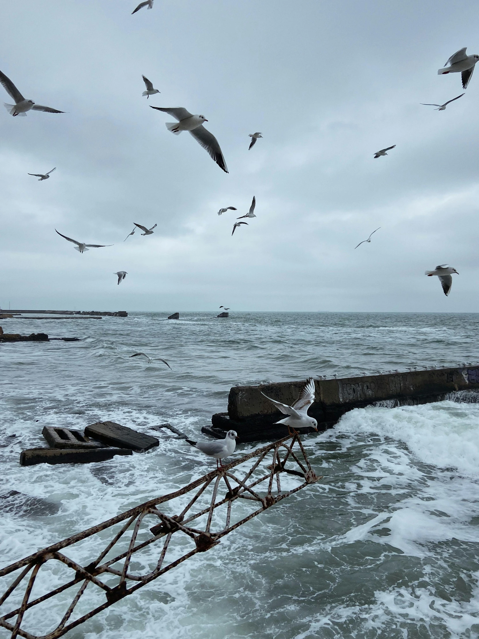 there are seagulls flying over a body of water