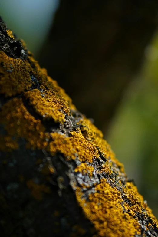 a moss covered tree trunk by a tree