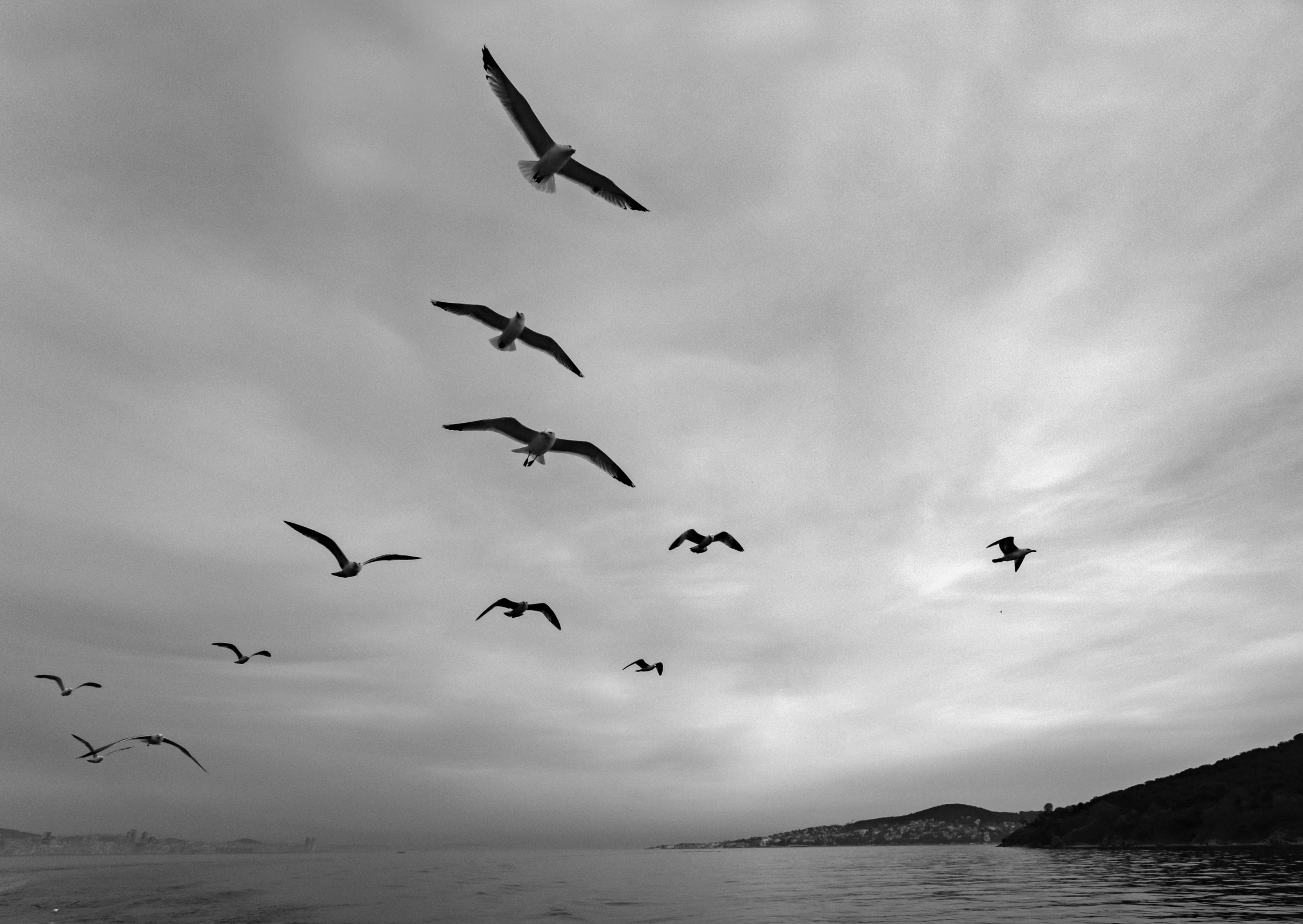 a flock of birds flying over the ocean