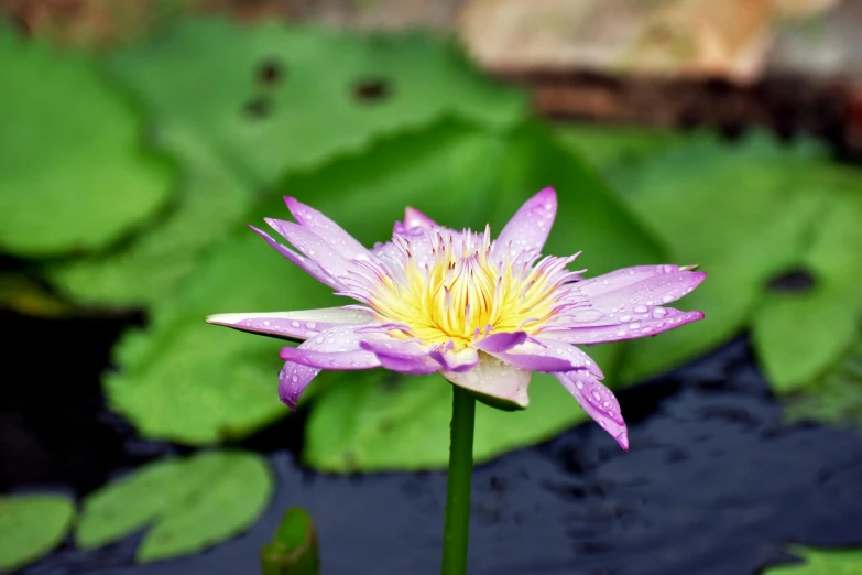 a purple and yellow water lily in the pond