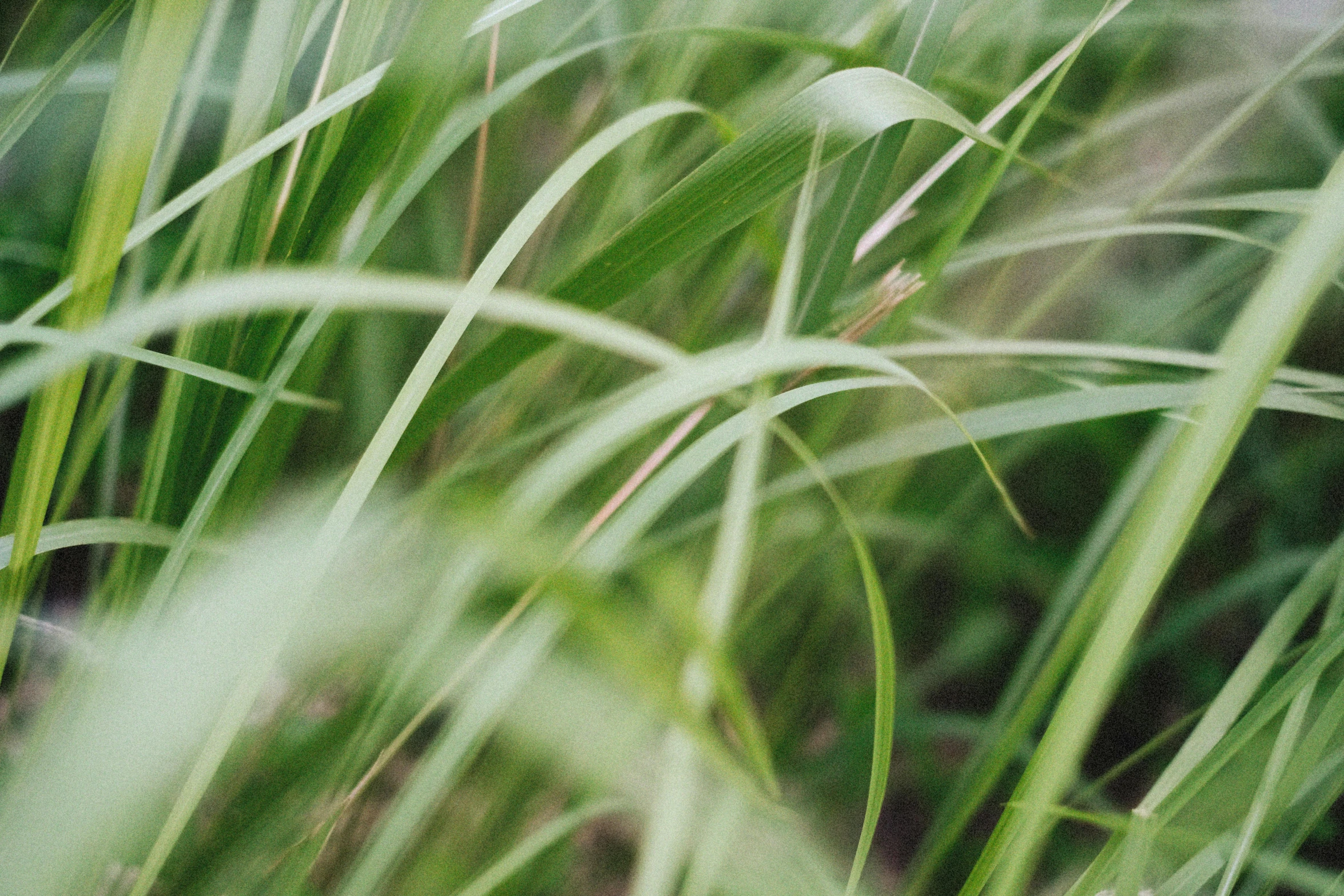 a po of grass that looks like the wind