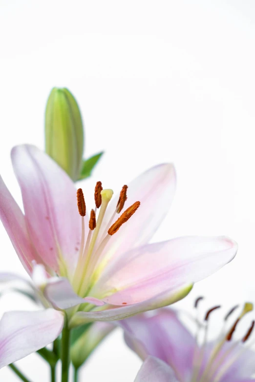 a group of pink flowers with green stems