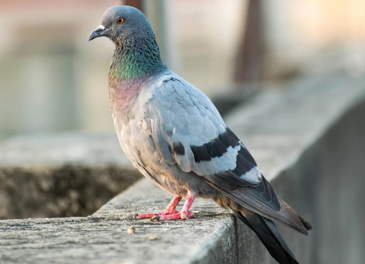 the pigeon is looking around on the side walk