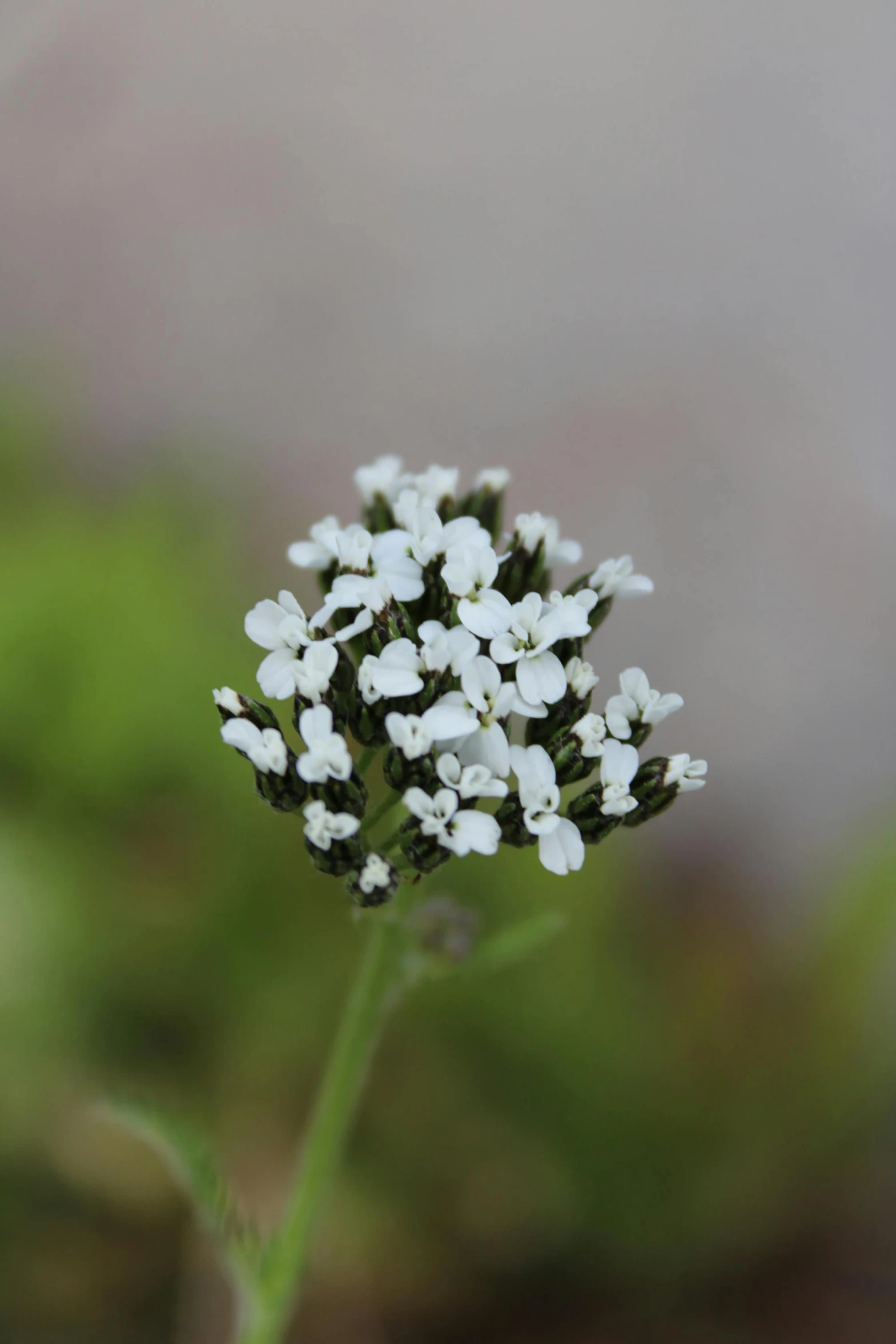 a group of white flowers with a green background