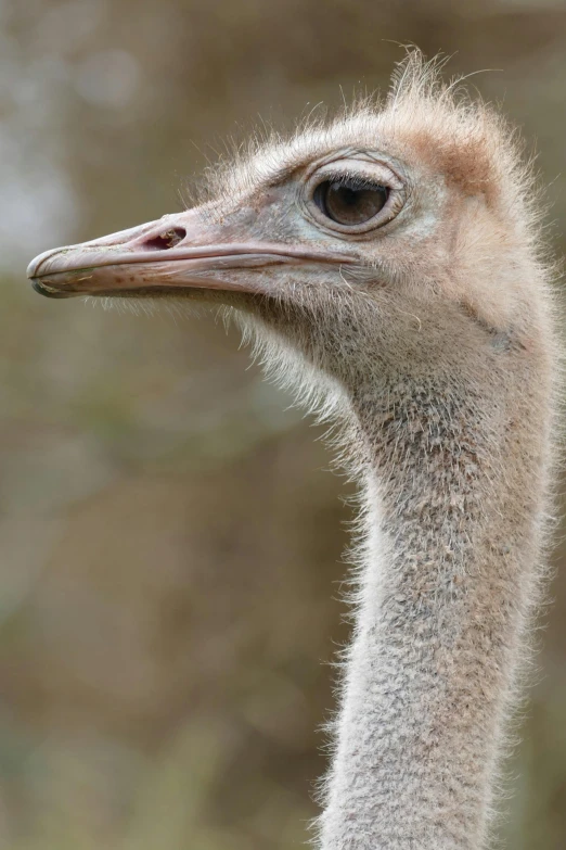 a close up of an ostrich with soing blurry in the background